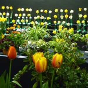 Spring Show & Plant Fair 26 March 2023