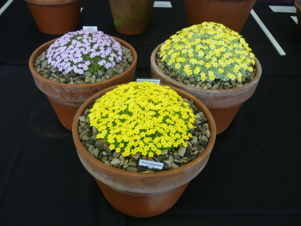 NNHS Coach trip to Alpine Garden Society Early Spring Show at ...