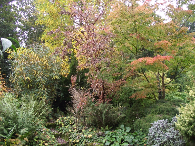 Norfolk & Suffolk Hardy Plant Society: Garden Visit to 5 Parklands Green, Fornham St Genevieve, Bury St Edmunds, Suffolk IP28 6UH